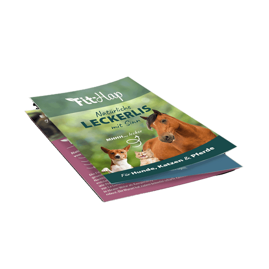 Flyer FitHap A6